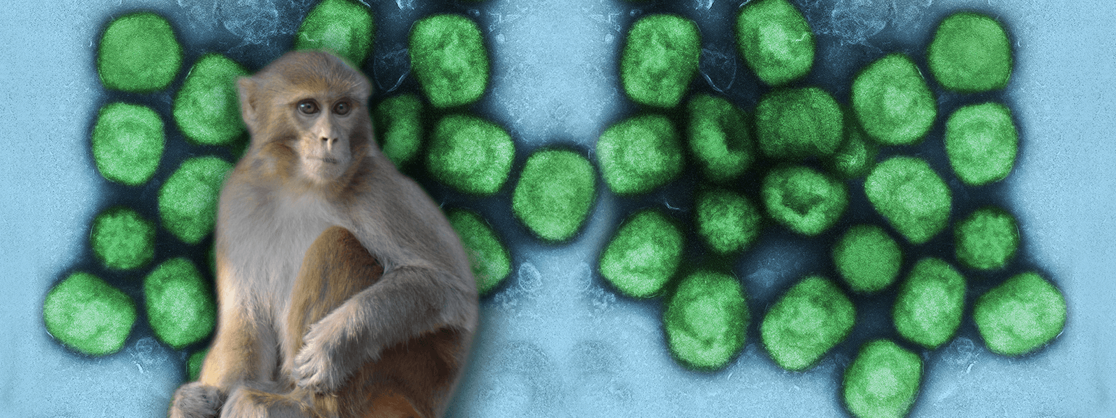 Małpa i wirus małpiej ospy pod mikroskopem