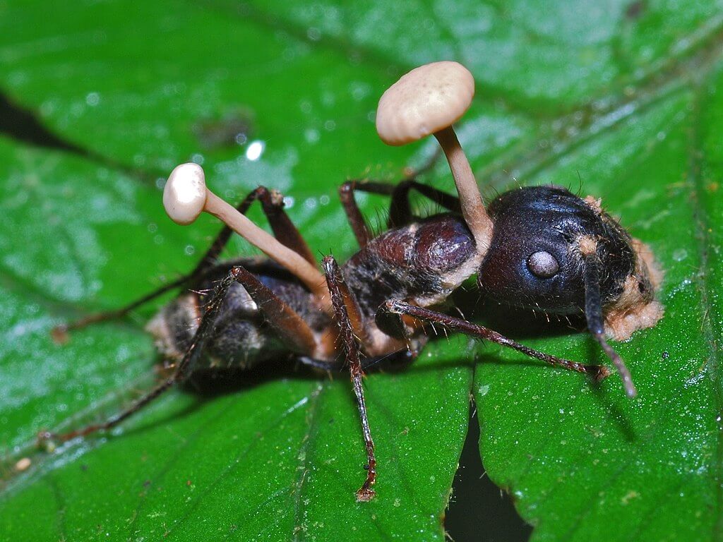 mrówka, z której wyrastają grzyby