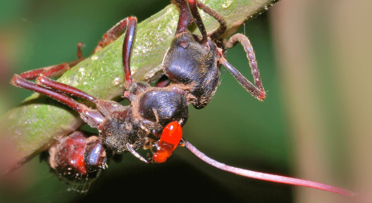 mrówka, z której wyrasta długi cienki grzyb